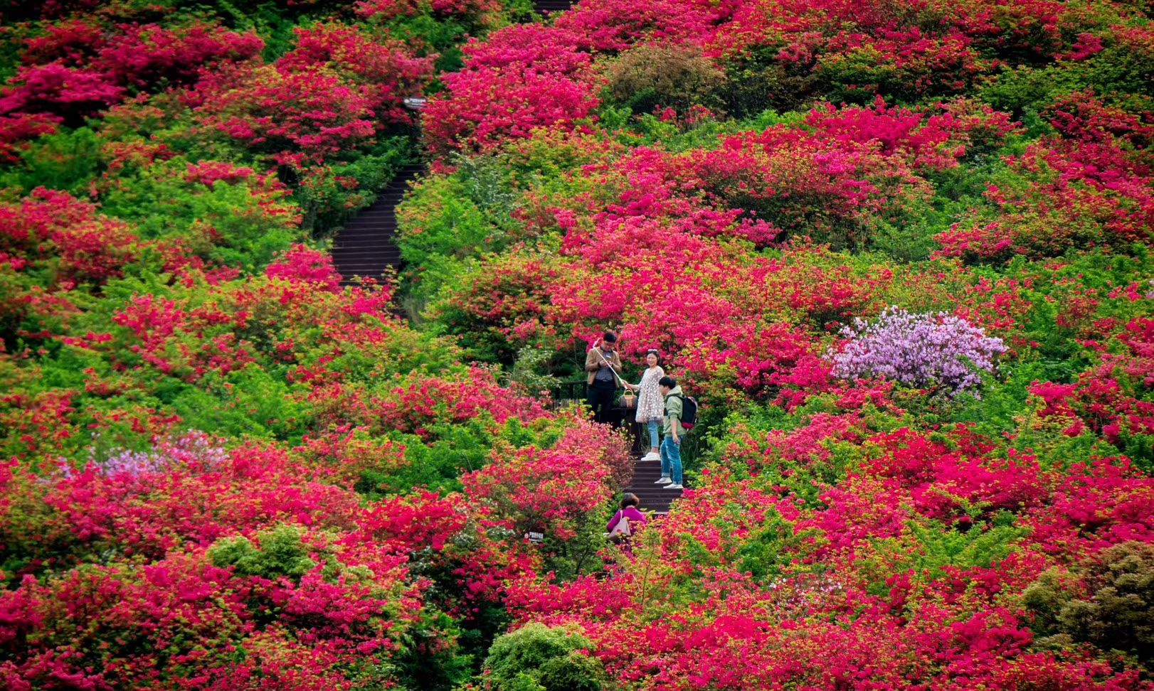 潮州凤凰天池凤凰山杜鹃花海