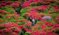 潮州凤凰天池赏万亩杜鹃花海一天